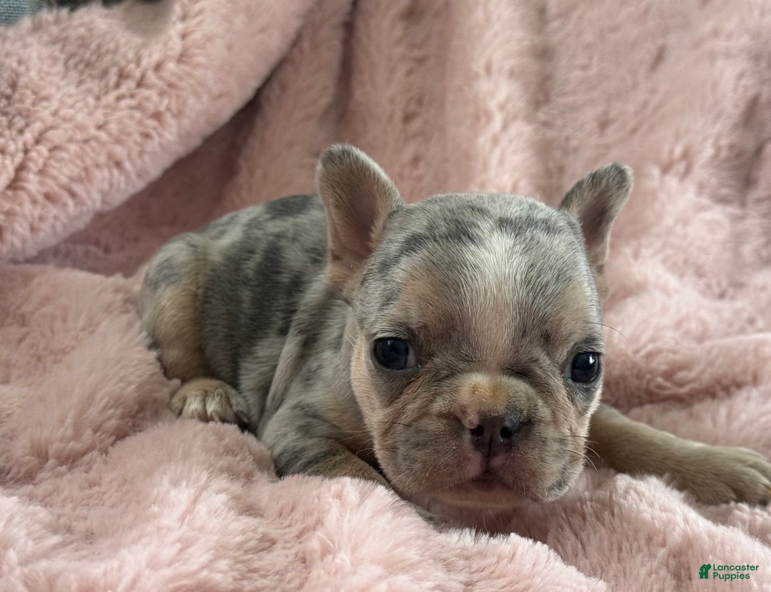 French Bulldog dogs for sale: Willow - Ad 4