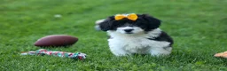 Corgipoo dogs for sale: NORMAN - Ad 12