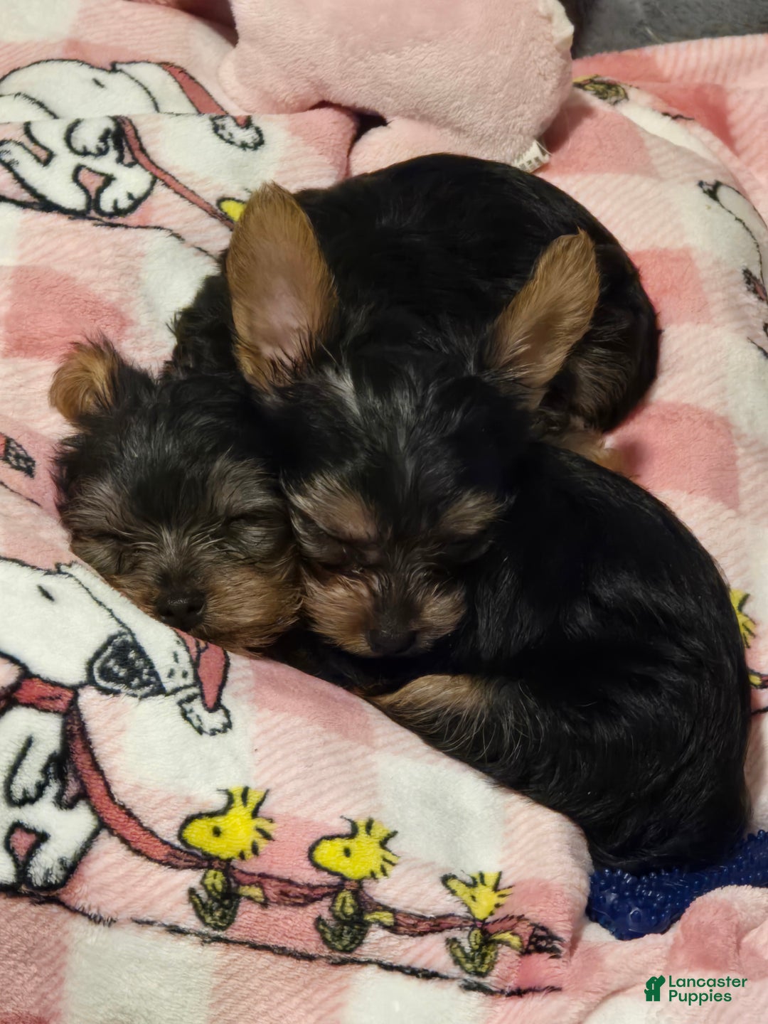 Yorkshire Terrier dogs for sale: Daisy - Ad 4