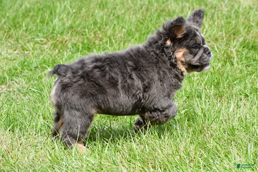 English Bulldog dogs for sale: Faye - Ad 2