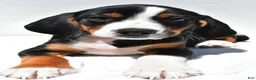 Beagle dogs for sale: Rhoda - Ad 6