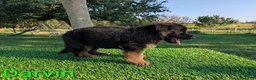 German Shepherd dogs for sale: Darvin - Ad 3