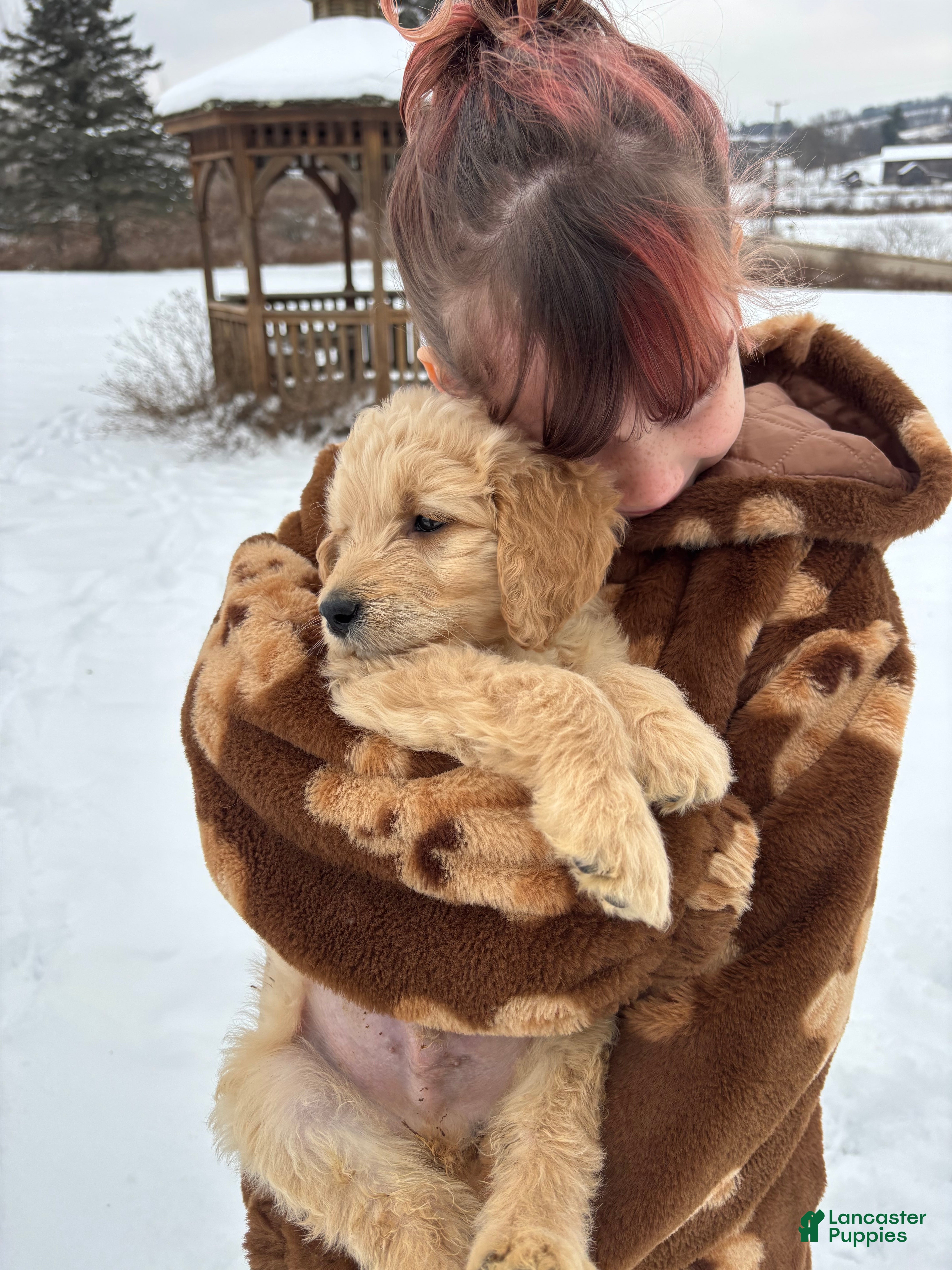 Goldendoodle dogs Sorrel - Ad 13