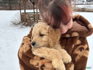 Goldendoodle dogs Sorrel - Ad 36