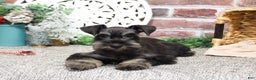 Miniature Schnauzer dogs for sale: Paige - Ad 2