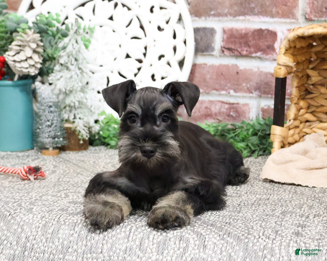 Miniature Schnauzer dogs for sale: Paige - Ad 2