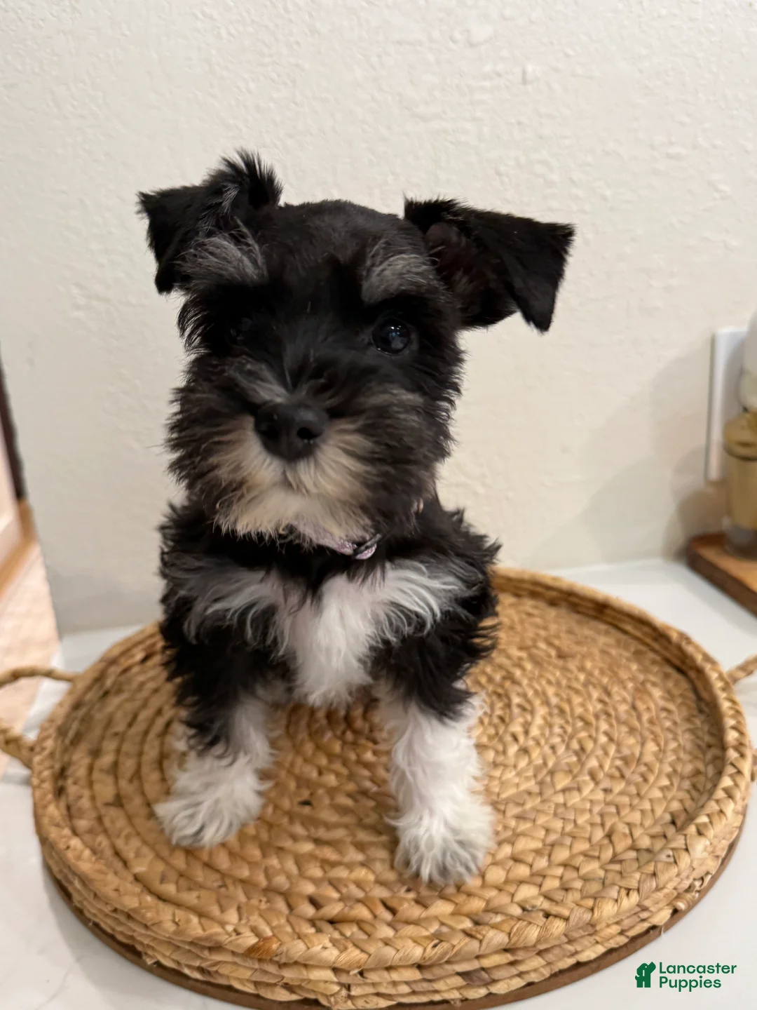 Miniature Schnauzer dogs for sale: Basil - Ad 2
