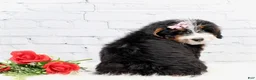 Mini Bernedoodle dogs for sale: Dakota - Ad 1