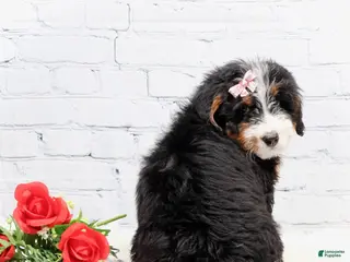 Mini Bernedoodle dogs Dakota - Ad 30