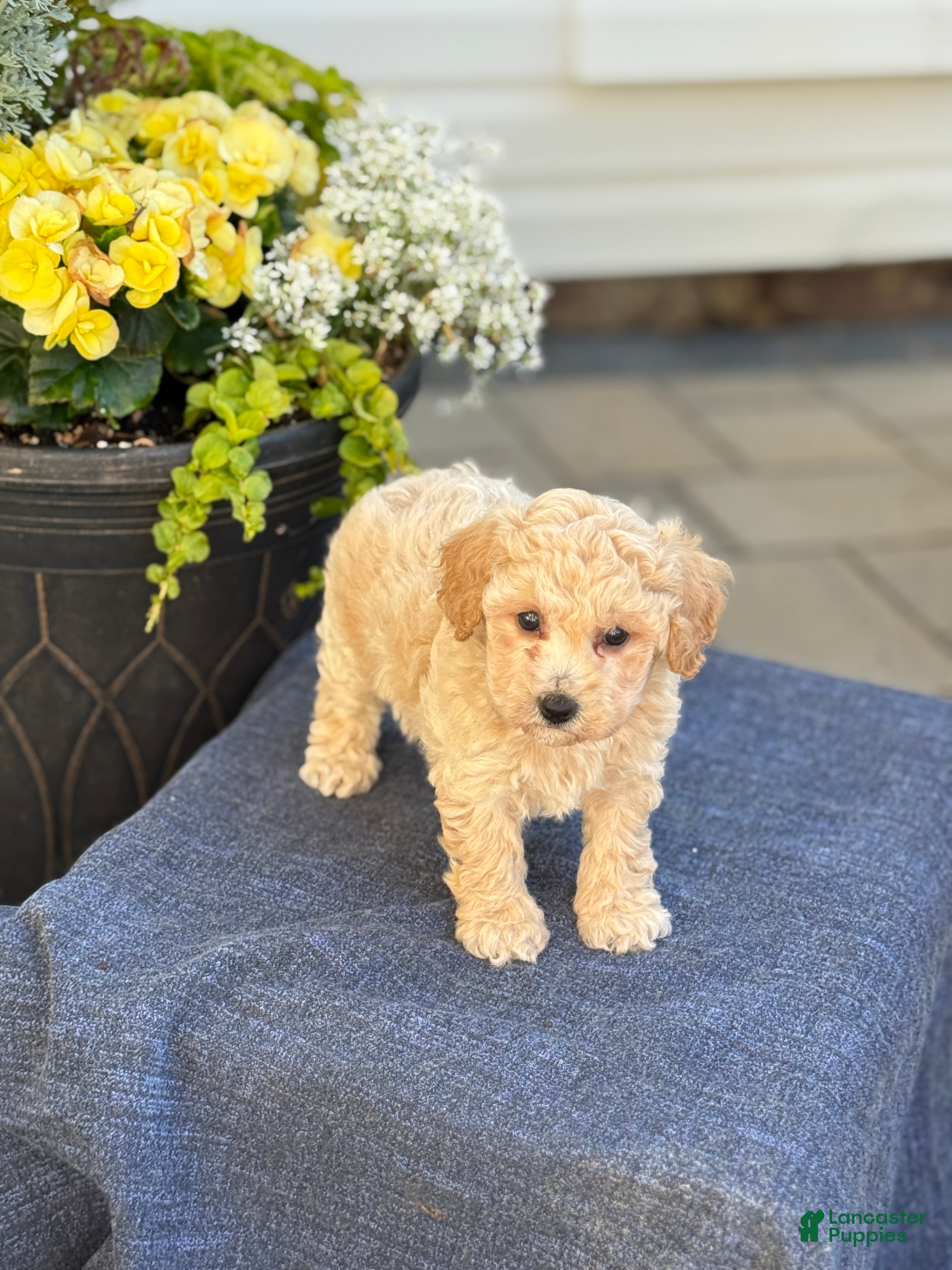 Bichpoo dogs for sale: Faye - Ad 2