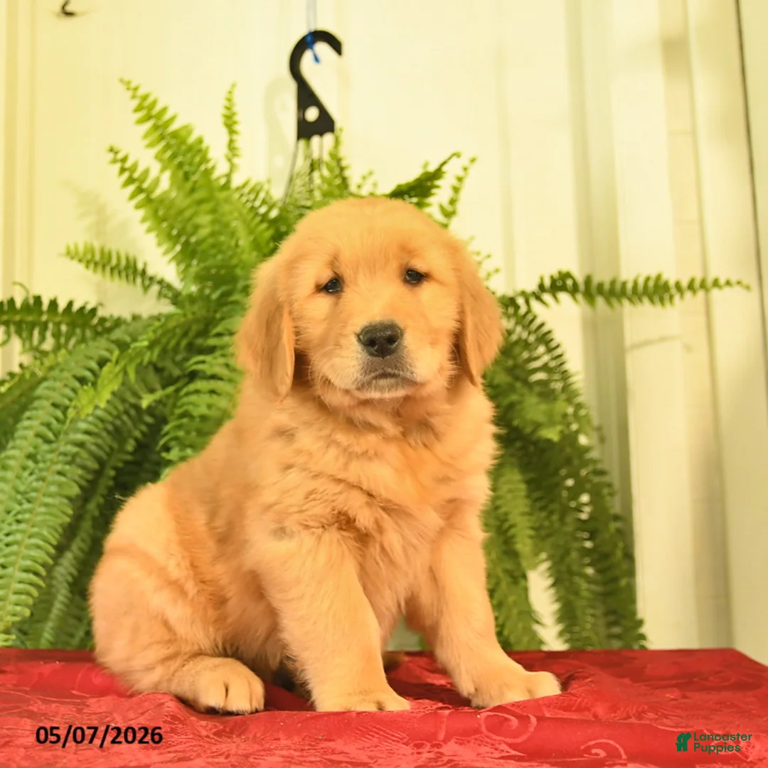 Golden Retriever dogs for sale: Winston  - Ad 2