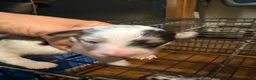 Mixed Breed dogs for sale: Mixed Breed 6 - Ad 1