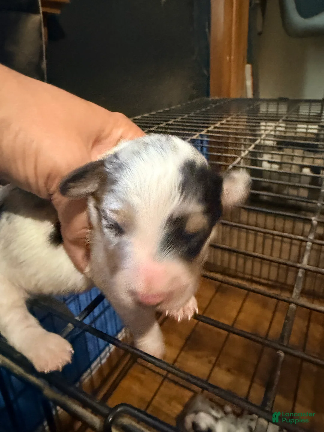 Mixed Breed dogs for sale: Mixed Breed 6 - Ad 1