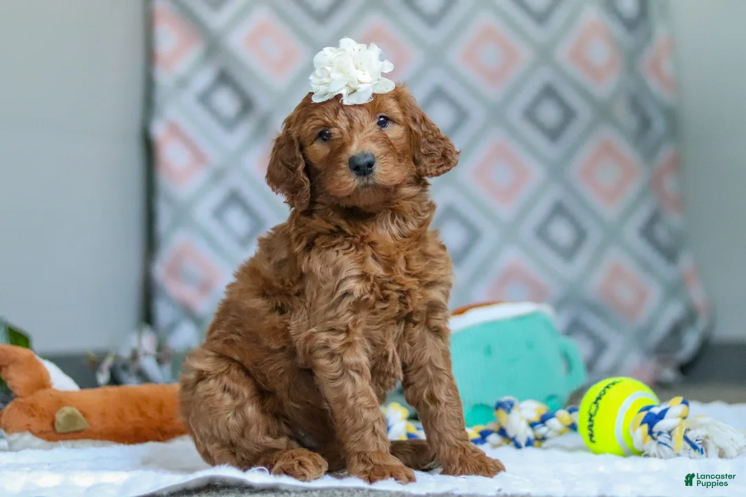 Goldendoodle dogs for sale: Molly - Ad 1