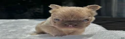 French Bulldog dogs for sale: New Shade Isabella Fawn - Ad 6