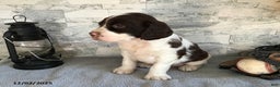 English Springer Spaniel dogs for sale: Nixon - Ad 2