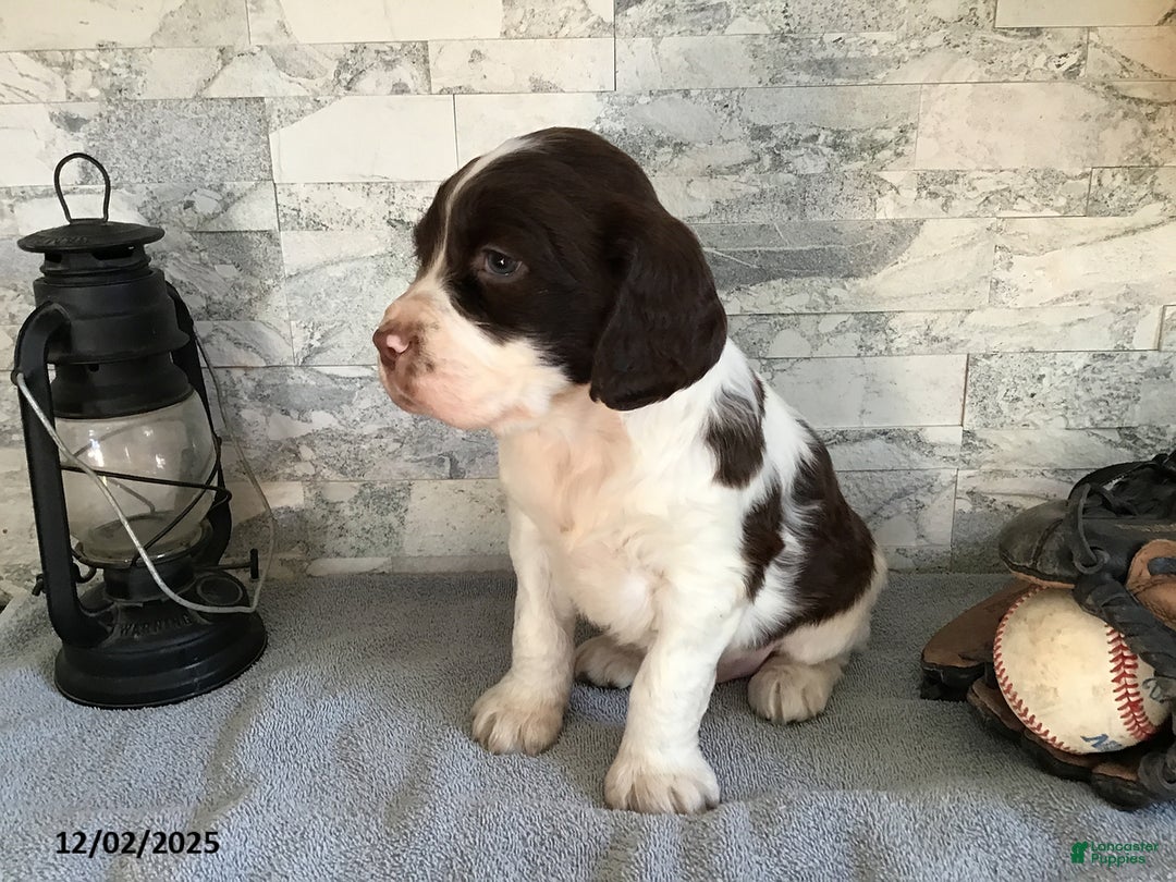 English Springer Spaniel dogs for sale: Nixon - Ad 2