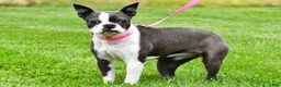 Boston Terrier dogs for sale: Sophie - Ad 3