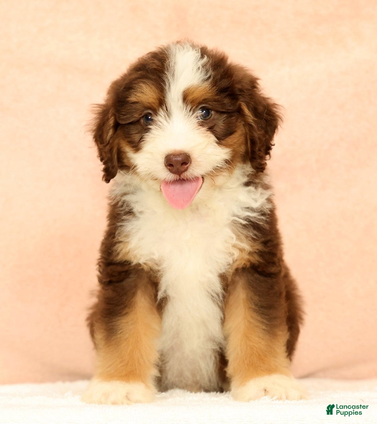 Mini Aussiedoodle dogs Levi - Ad 1