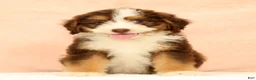 Mini Aussiedoodle dogs for sale: Levi - Ad 1
