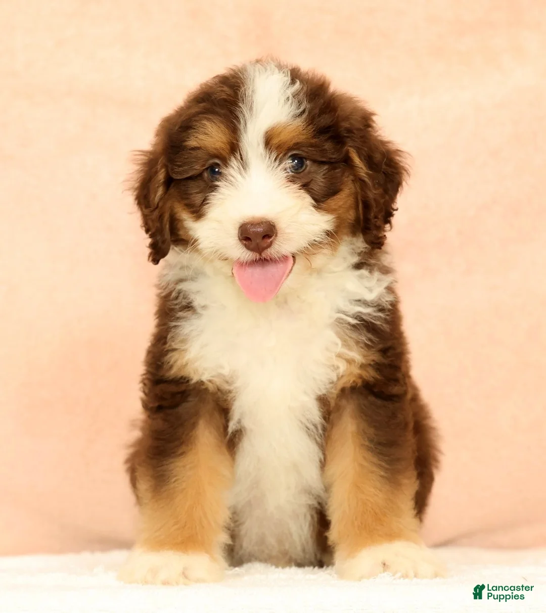 Mini Aussiedoodle dogs for sale: Levi - Ad 1