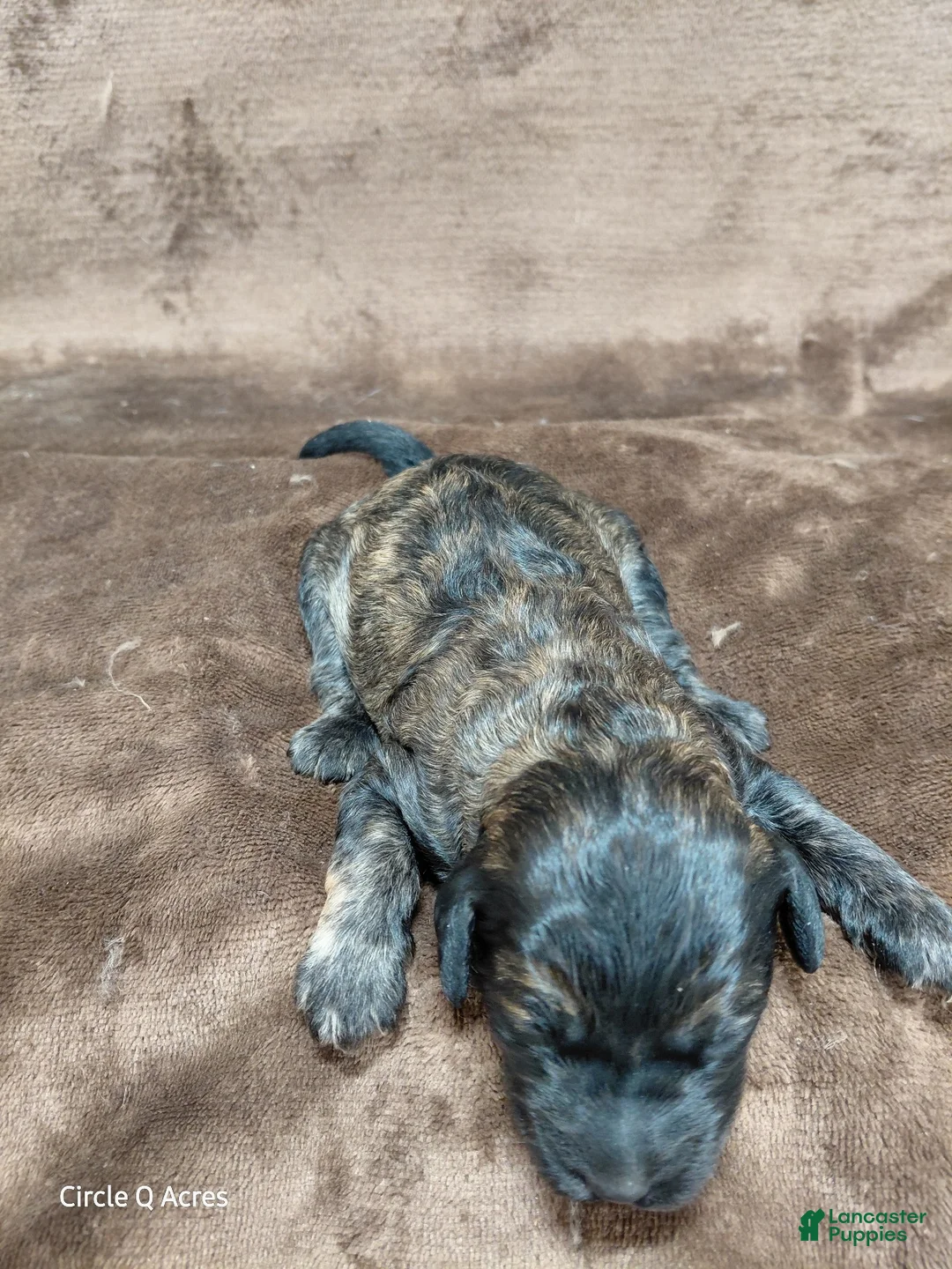 Mini Goldendoodle dogs for sale: Deacon  - Ad 9