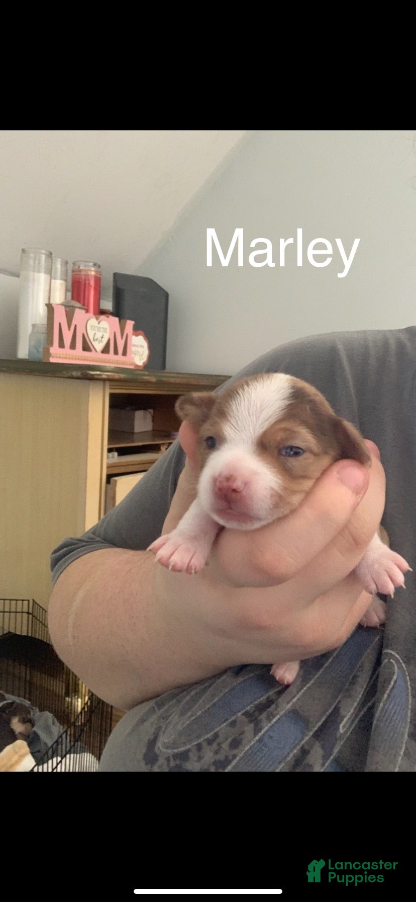 Chihuahua dogs Marley  - Ad 26