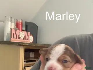 Chihuahua dogs Marley - Ad 2