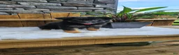 German Shepherd dogs for sale: German Shepherd 1 - Ad 12