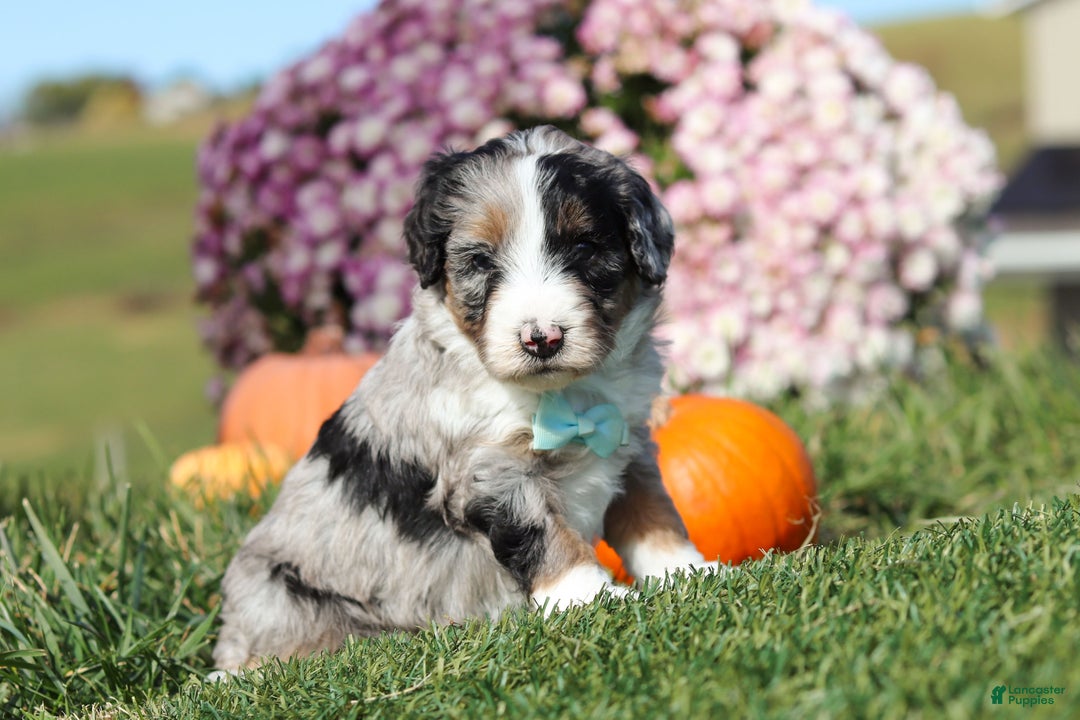 Mini Bernedoodle dogs for sale: Cade - Ad 1