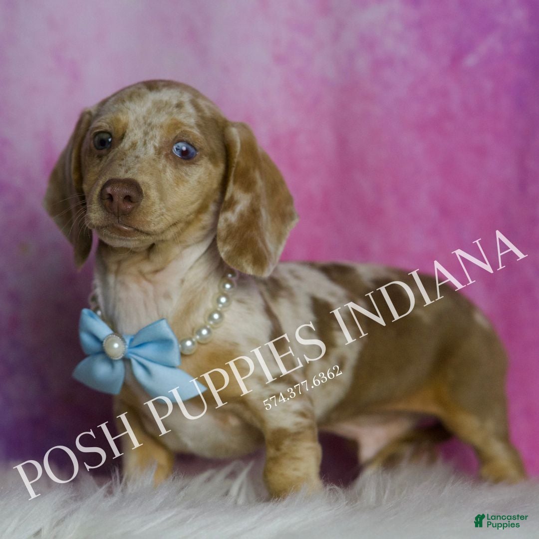 Miniature Dachshund dogs for sale: Arnold - Ad 3