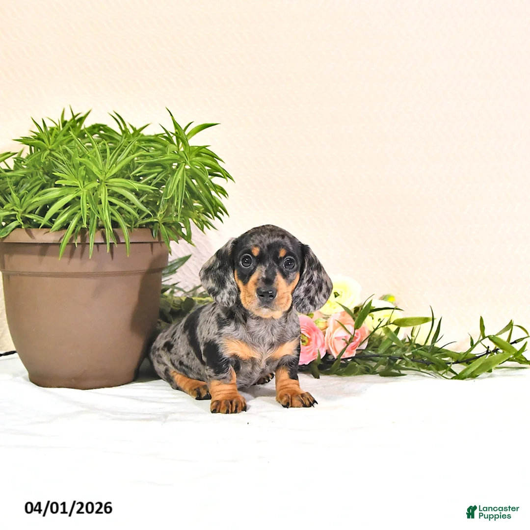 Miniature Dachshund dogs for sale: Primrose - Ad 2