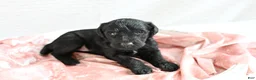 Mixed Breed dogs for sale: Echo - Ad 22