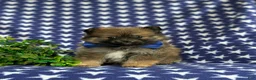 Pomeranian dogs for sale: Marco - Ad 2