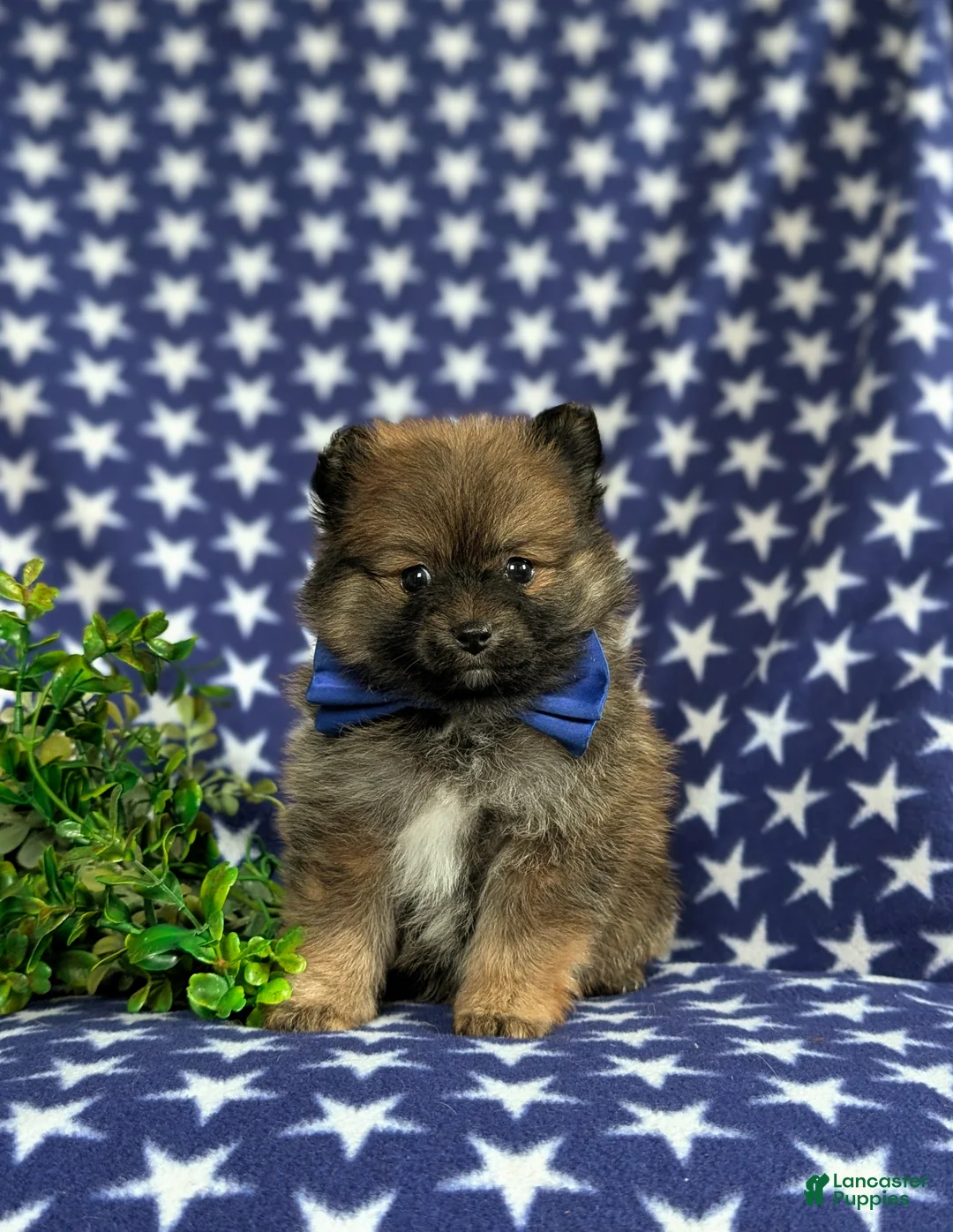 Pomeranian dogs for sale: Marco - Ad 2