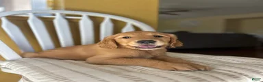 Orange puppy