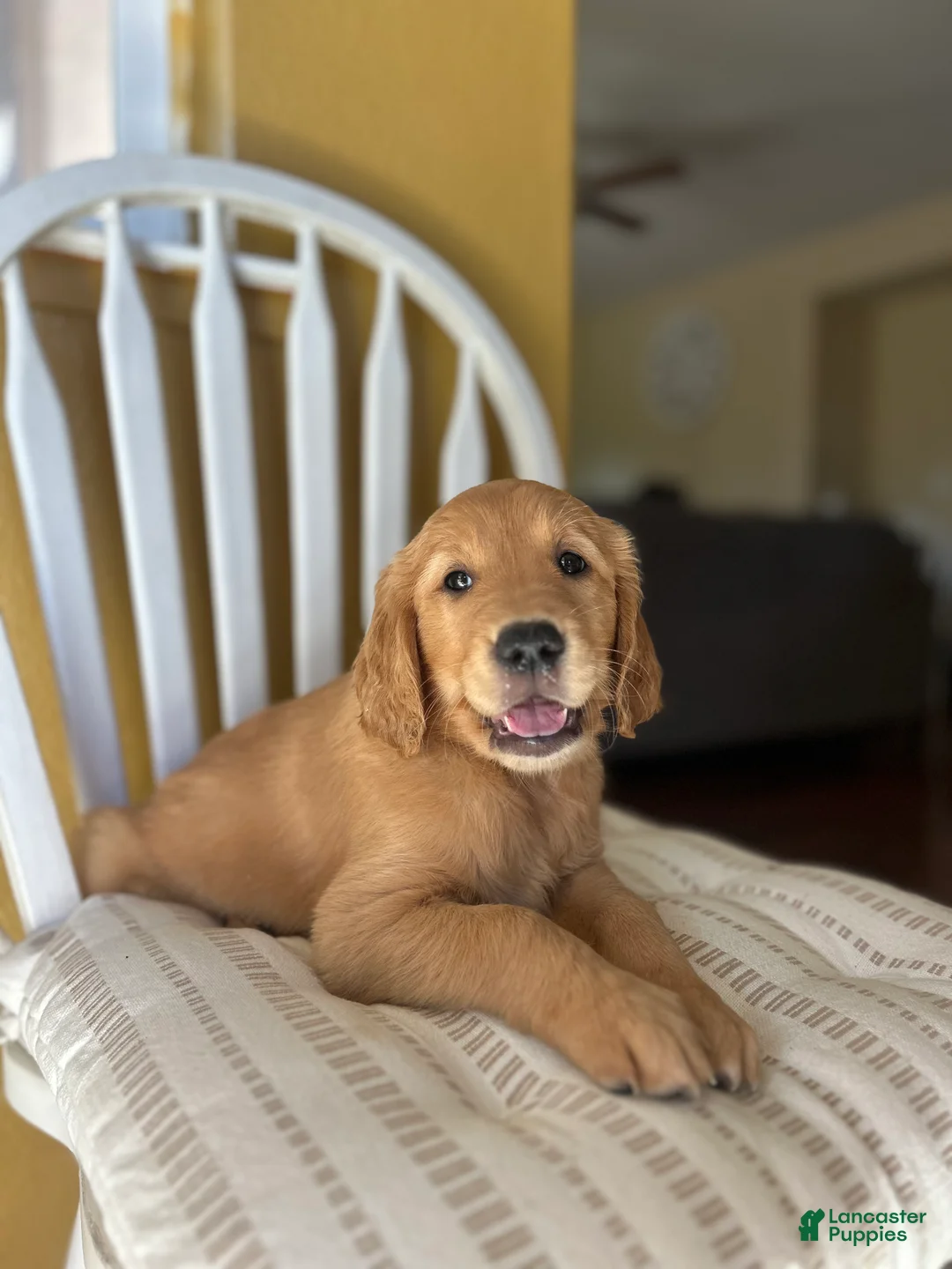 Golden Retriever dogs for sale: Orange puppy - Ad 1