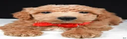 Mini Goldendoodle dogs for sale: Sparky F1B - Ad 6