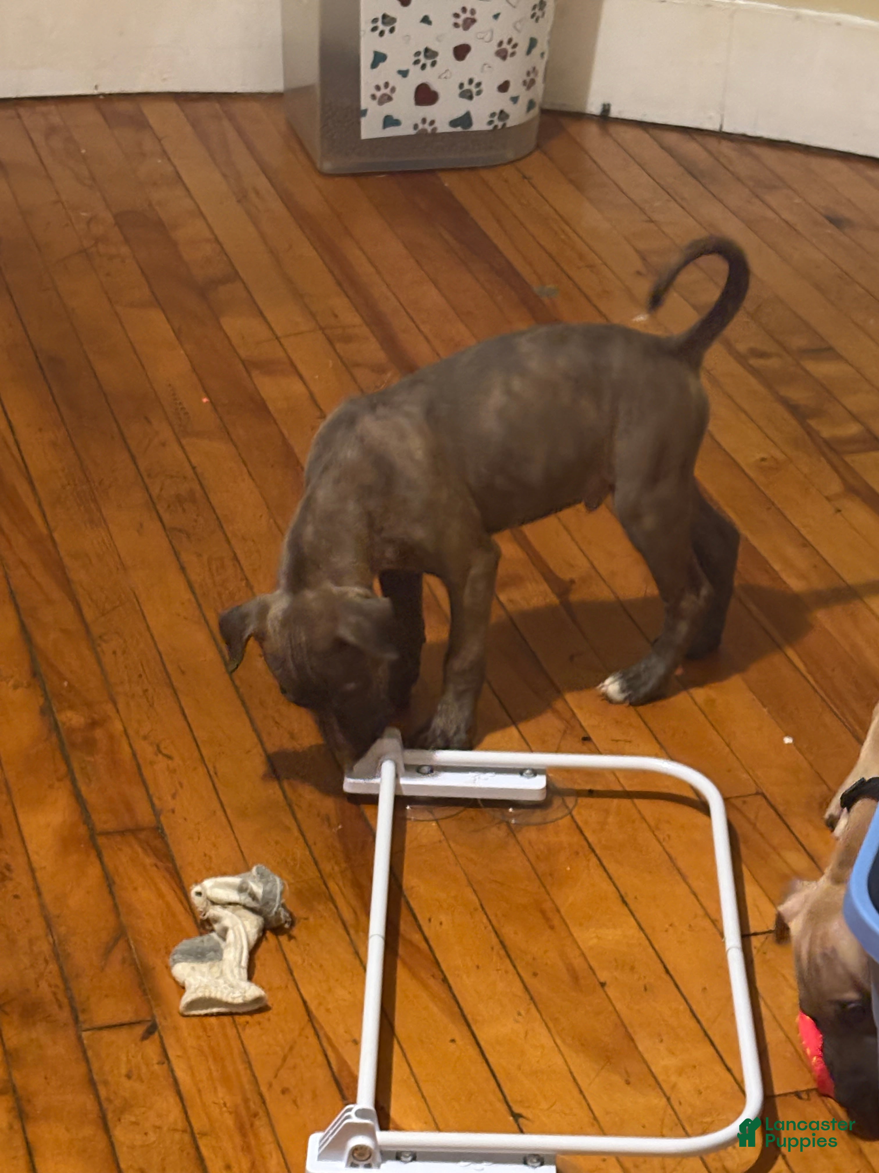 Mixed Breed dogs Zaza - Ad 21