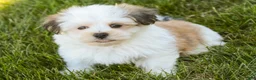 Havanese dogs for sale: Fernando - Ad 8