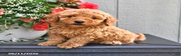 Miniature Poodle dogs for sale: Sally - Ad 1