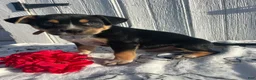 Mixed Breed dogs for sale: Butch - Ad 3