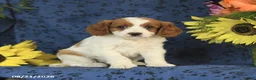 Cavapoo dogs for sale: Crissa - Ad 9