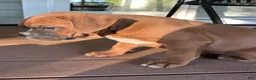 Boxer dogs for sale: Oakes - Ad 5
