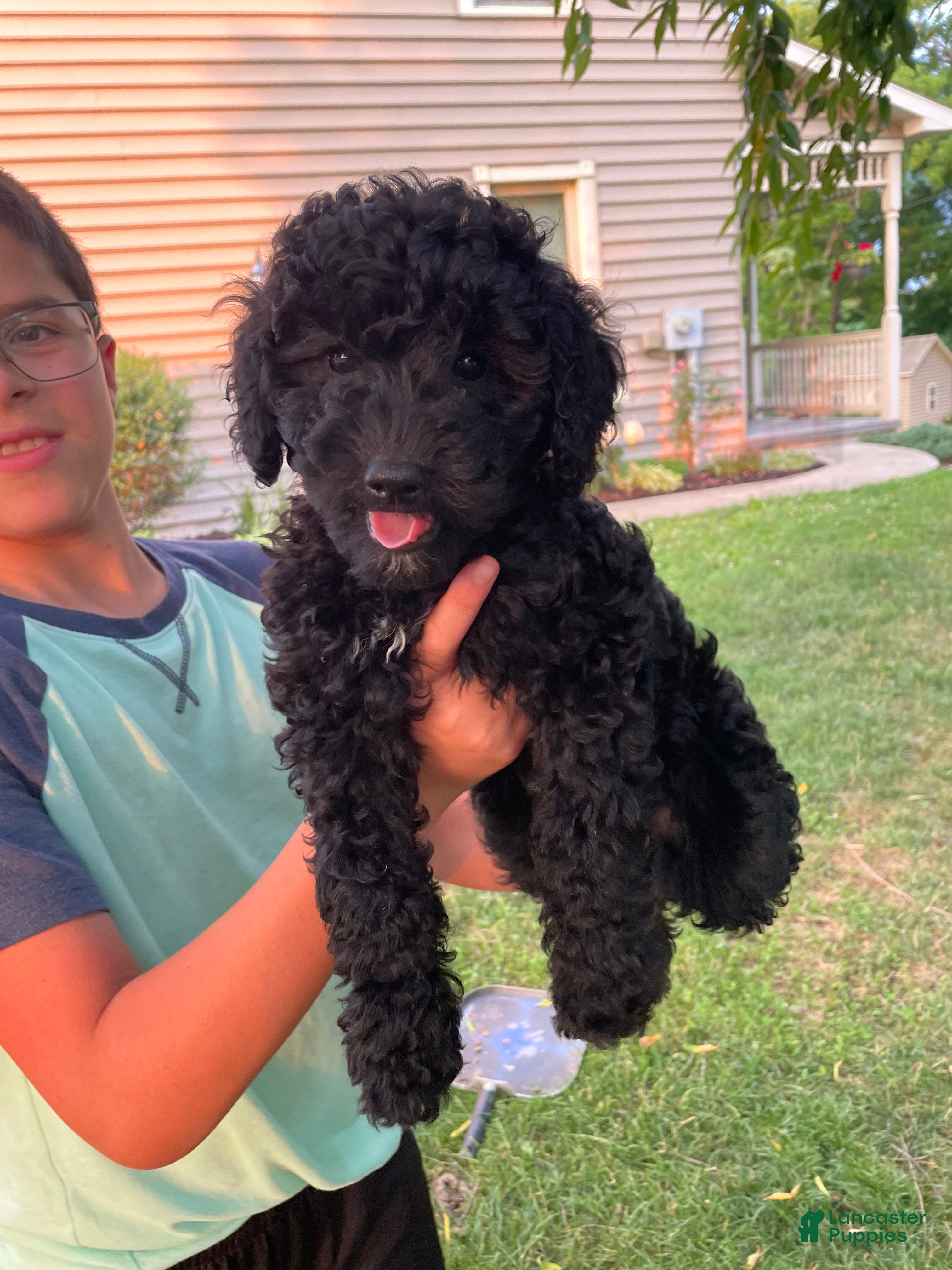 Miniature Poodle dogs Lucy - Ad 2