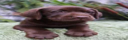 Labrador Retriever dogs for sale: Gunner - Ad 6
