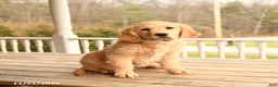 Golden Retriever dogs for sale: Walnut - Ad 15