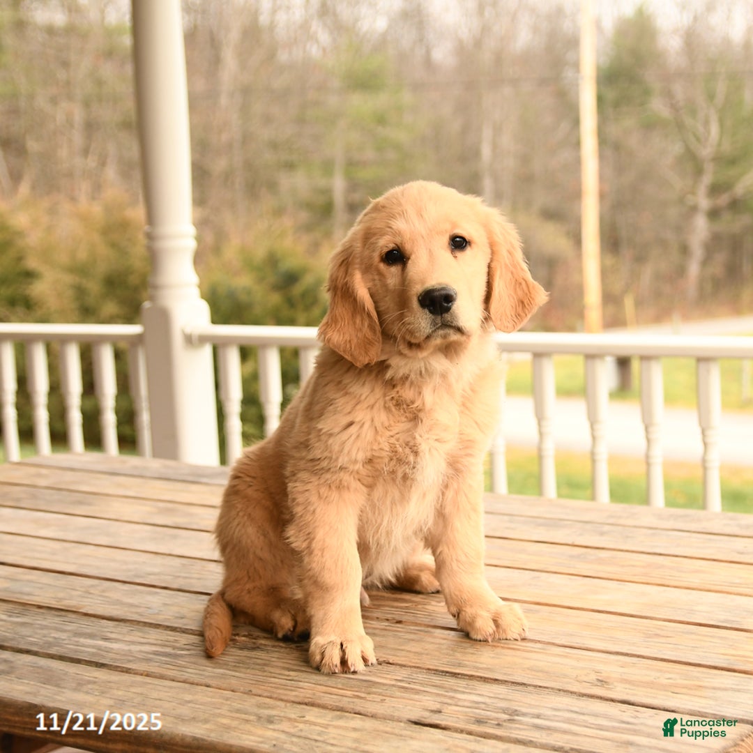 Golden Retriever dogs for sale: Walnut - Ad 15