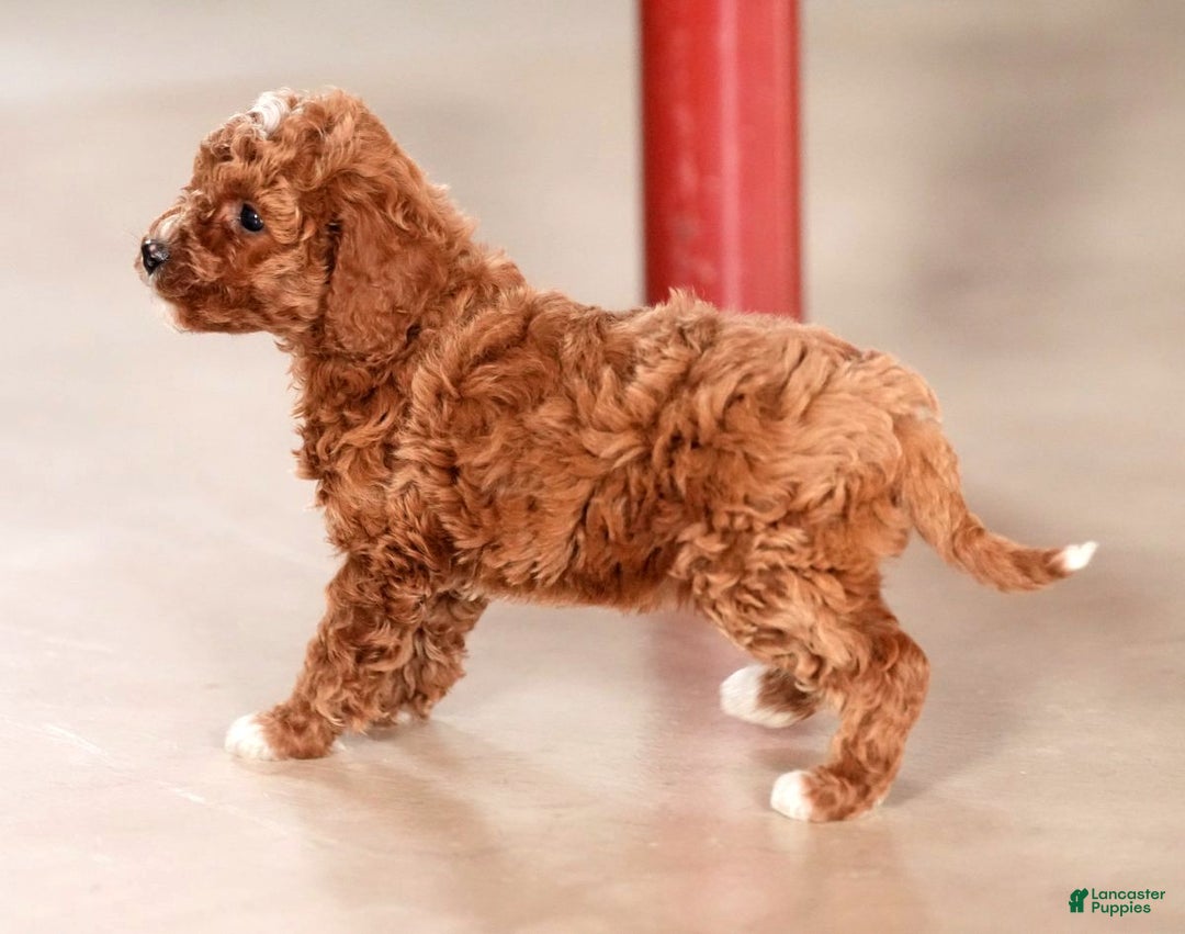Mini Goldendoodle dogs for sale: Joy - Ad 9
