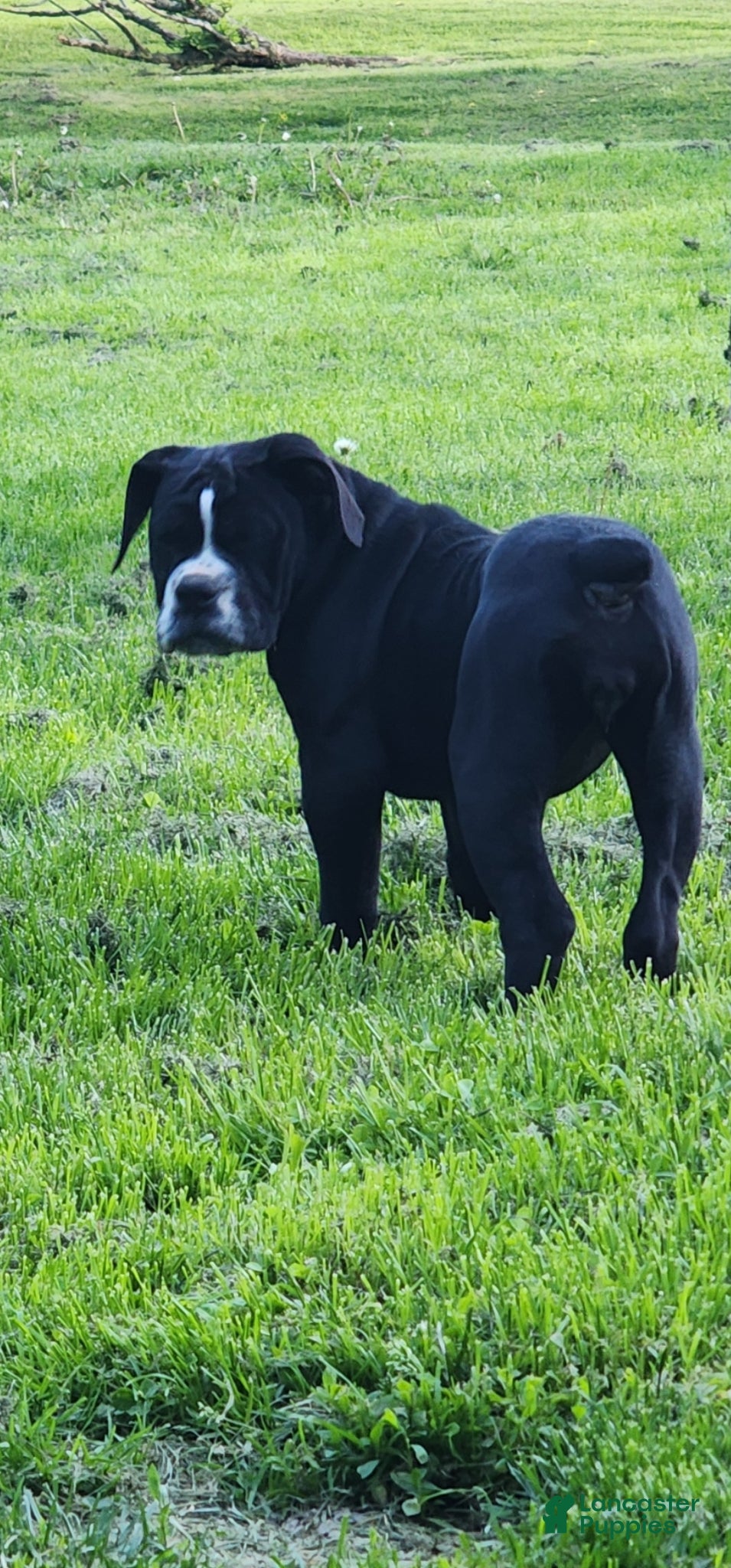Olde English Bulldogge dogs Olde English Bulldogge Puppy 2 - Ad 1